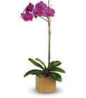 Teleflora's Imperial Purple Orchid from Boulevard Florist Wholesale Market